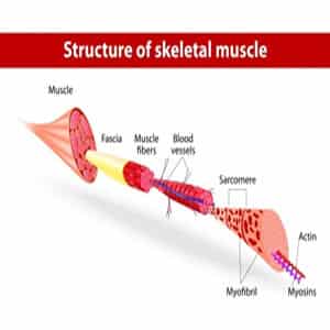 Muscular_Dystrophy