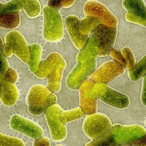 bacteria