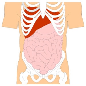 מערכת העיכול